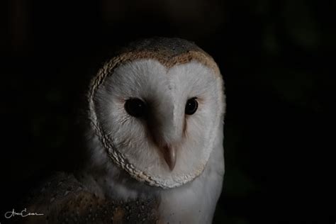 Barn Owl Night Portrait | Ukfalc | Flickr