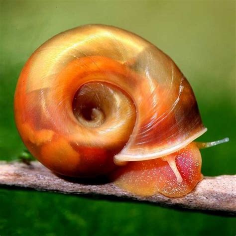 Ramshorn Snails (Red, Brown, Spotted) - Saturn Shrimp