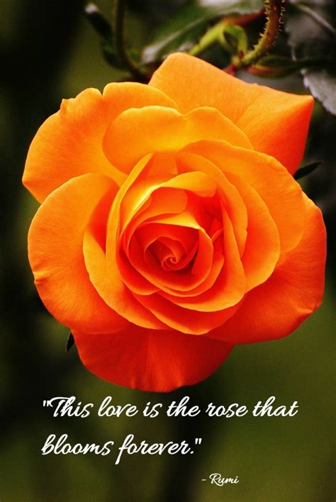 Romantic Rose Quotes - 20 Best Rose Love Quotes with Images