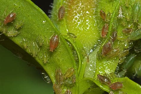 Aphid blog: Cryptic aphid coloration. November 2014