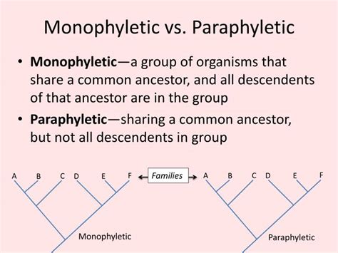 PPT - Review— Evolution and Phylogeny PowerPoint Presentation - ID:1968618