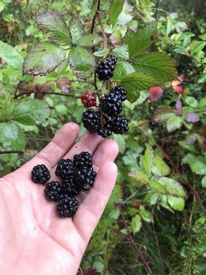 How to Grow Blackberries in Pots Easily at Home | Balcony Garden Web