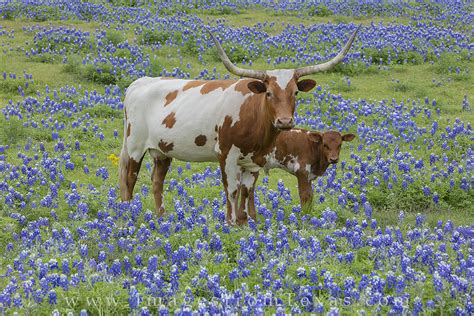 Longhorn and Calf in Bluebonnets 1 : Texas Hill Country : Images from Texas