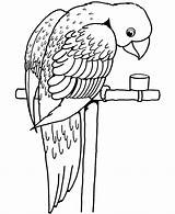 Free Printable Parrot Coloring Pages For Kids sketch template