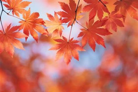 Autumn Maple Leaves | Nature WallMural | WallMural | Decor Your Walls