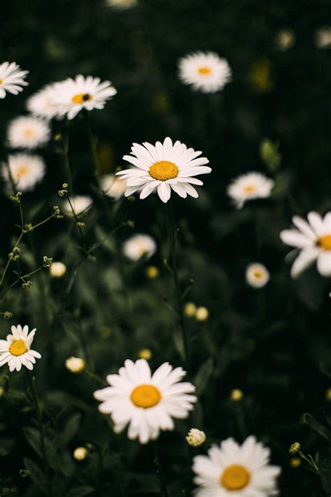 Daisy Aesthetic Wallpapers - Wallpaper Cave