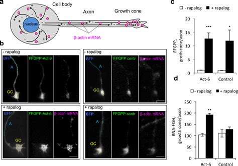 Inducible Control of mRNA Transport Using Reprogrammable RNA-Binding Proteins | ACS Synthetic ...