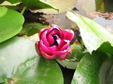 Lilies flowering in Bangalore in August, Rainy Season Photo Journal 4