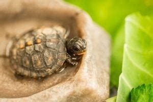 What Do Box Turtles Eat? Expert Diet & Feeding Guide