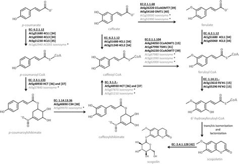 The chemical structures of scopoletin and scopolin and their ...