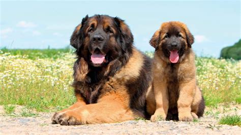 25 Largest Dog Breeds: The World's Biggest Canines