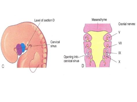 Development of head and neck editted