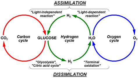 Oxygen Cycle - Meaning, Steps & Diagram with Images and FAQs