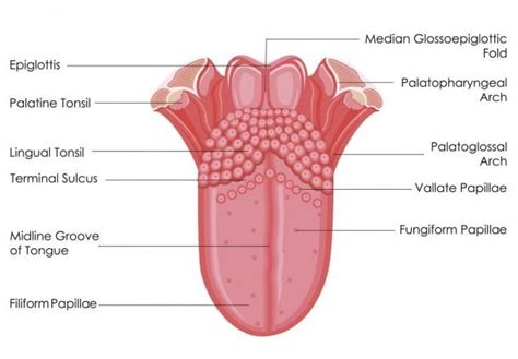 Diagram Of Taste Buds On Tongue | Tongue taste buds, Taste buds, Tongue