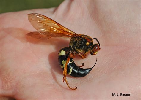 Cicadas beware, the ladies are in town: Female cicada killer, Sphecius ...