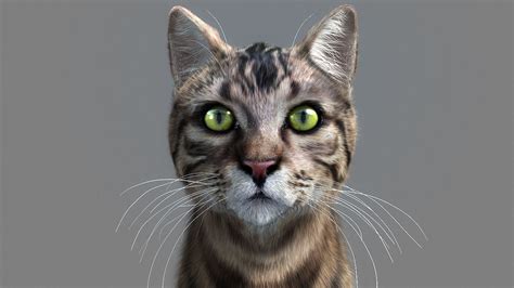 Cat-- 3D Model animated rigged .max - CGTrader.com