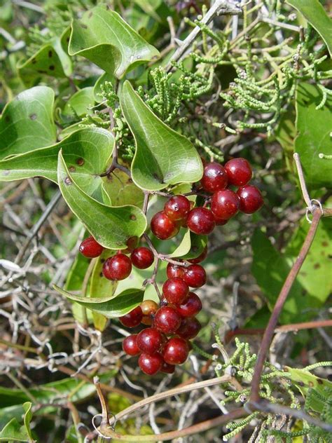 Smilax - Alchetron, The Free Social Encyclopedia