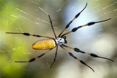 Blog - How Dangerous Are Orb Weaver Spiders In My Houston Garden?