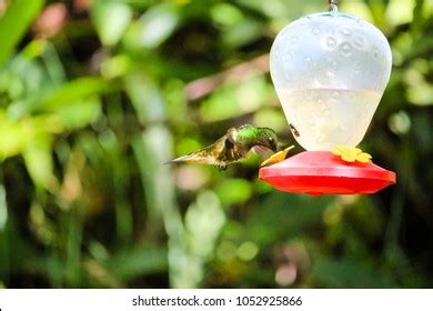 Hummingbird Drinking Water Stock Photo (Edit Now) 1052925866 | Shutterstock