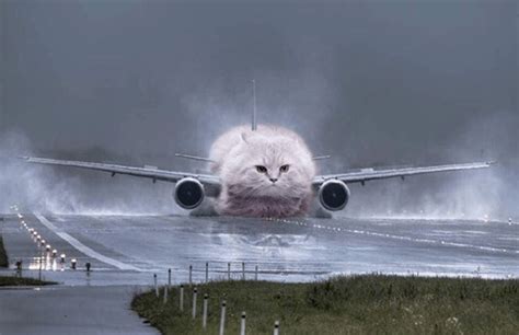 Cat Plane : r/cats