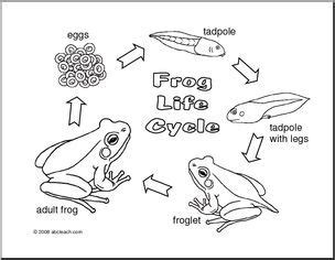 Coloring Page: Frog Life Cycle - large image (With images) | Frog life ...