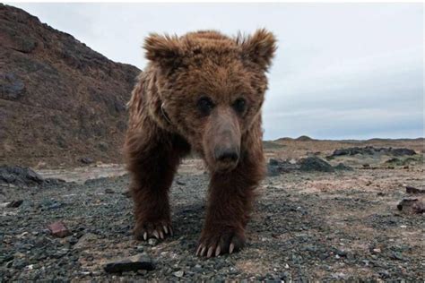 The Gobi Bear – A Rare and Threatened Creature