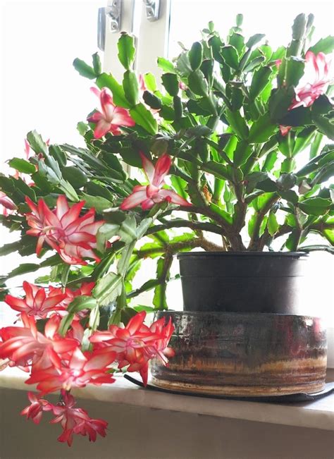 How to Care for a Christmas Cactus Plant | Hello Nest