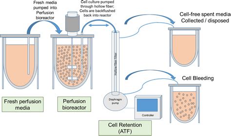 Animal Cell Culture Basal Media / Animal Cell Culture Media History Characteristics And Current ...