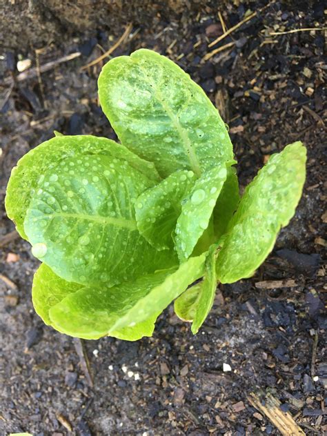 Organic Romaine Lettuce Seeds | Etsy