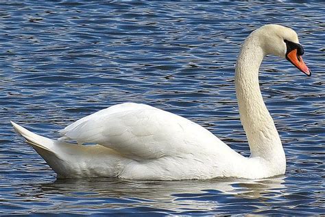 Everything You Need to Know About the Mute Swan Swan Pictures, Cool ...