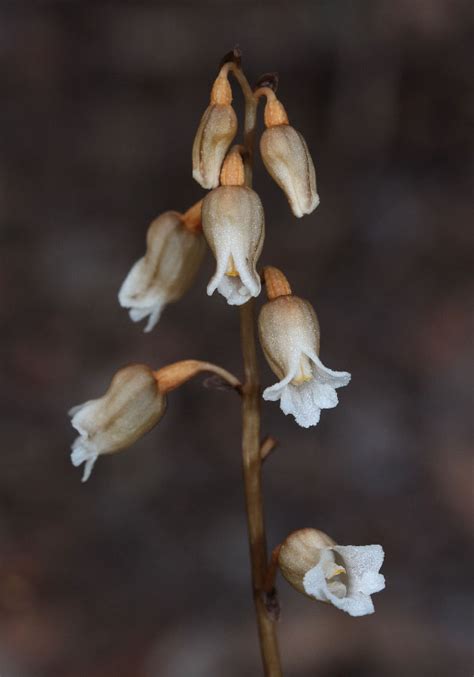 Gastrodia – Bell Orchid | Orchids of South-west Australia