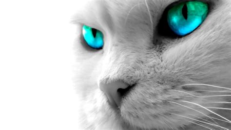 Cat Desktop Wallpaper Hd