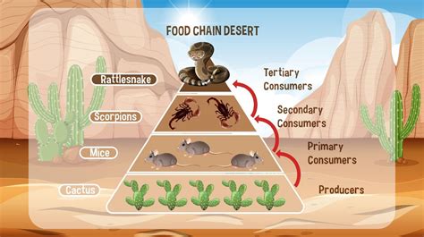 Desert Food Pyramid