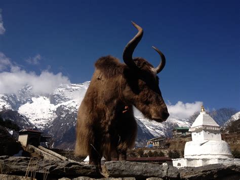 Yak Facts & Figures - Xtreme Everest