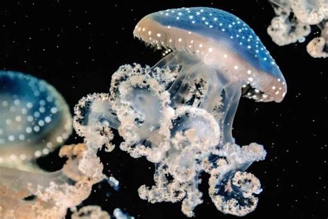 Jellyfish Identification Guide (Types & Fun Facts) - Nature Roamer