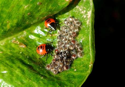 Pentatomidae nymphs | Project Noah