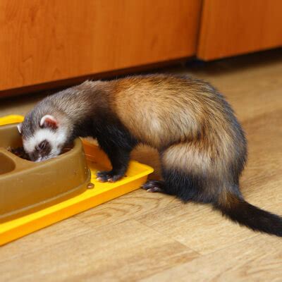 Feeding your ferret - Mayne Vets