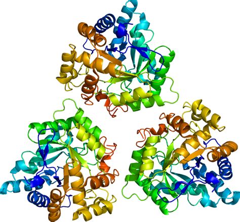 Enzyme Structure 3β Hydroxysteroid Dehydrogenase Clipart - Full Size Clipart (#3610565) - PinClipart