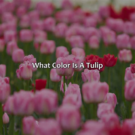 What Color Is A Tulip - colorscombo.com