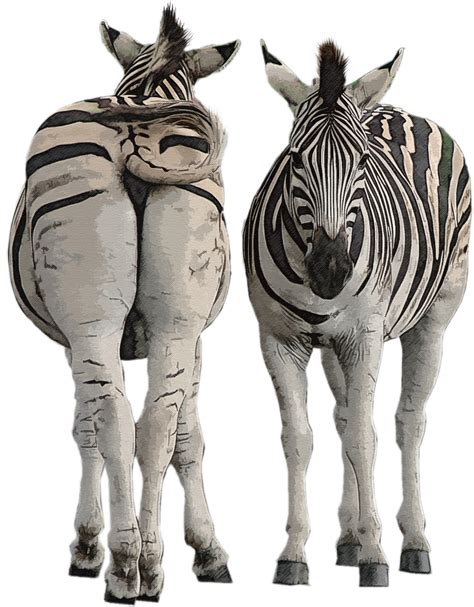 Download Zebra, Africa, Safari. Royalty-Free Stock Illustration Image - Pixabay