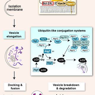 Overview of the mammalian autophagy pathway The autophagy pathway can... | Download Scientific ...