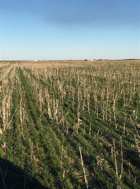 Double Cropping Wheat Behind Grain Sorghum - Sorghum Checkoff