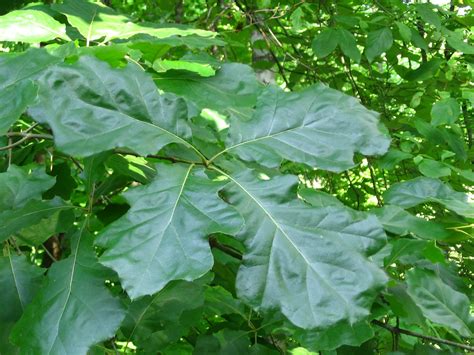 Beech family (Fagaceae): Quercus velutina, black oak, yellowbark oak ...