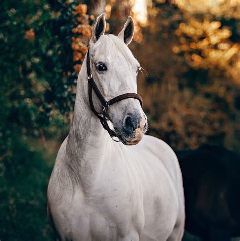 8 Beautiful White Horse Breeds You Should Know | Strathorn Farm Stables