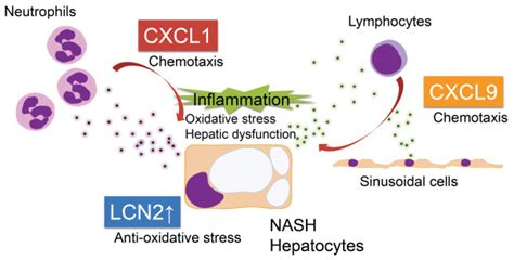 Hypothesis of the role of LCN2, CXCL1 and CXCL9 in the pathogenesis of... | Download Scientific ...