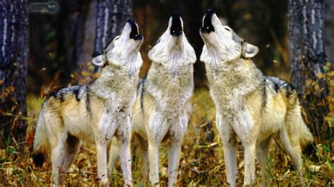 Wolf Pack Hd Live Wallpaper Nice Wolfpack Wallpaper - Wolfpack ...