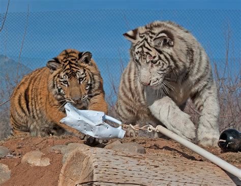 AZ wildlife park names 2 seized tigers - Arizona's Family