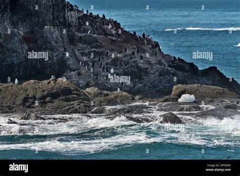 South Georgia, Elephant island. Chinstrap Penguins (Pygoscelis antartica Stock Photo - Alamy