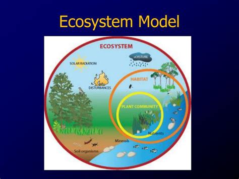 PPT - Ecosystem Model PowerPoint Presentation - ID:2578627