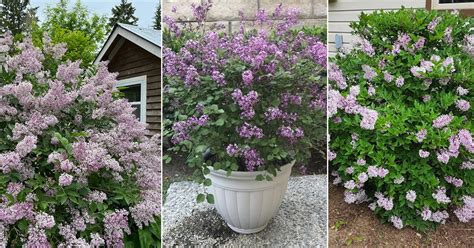 How to Grow Miss Kim Lilac | Taking Care of Miss Kim Lilac